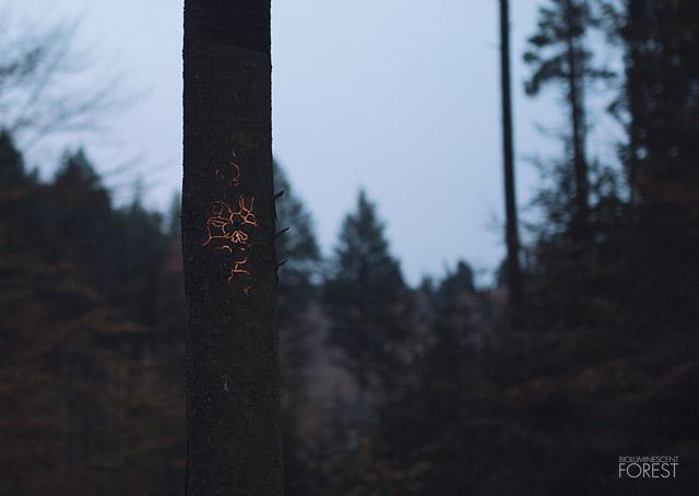 bioluminescent-forest4