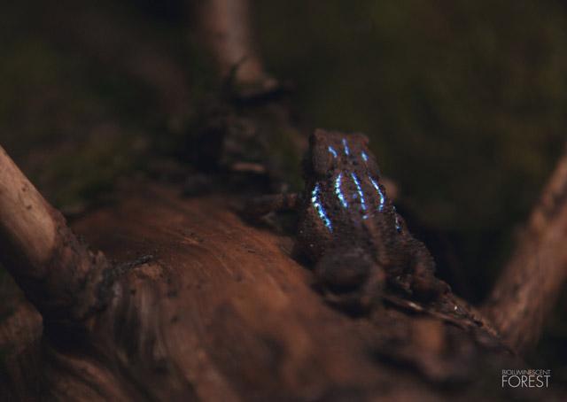 bioluminescent-forest3