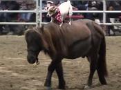 Jack Russell monte fait cheval