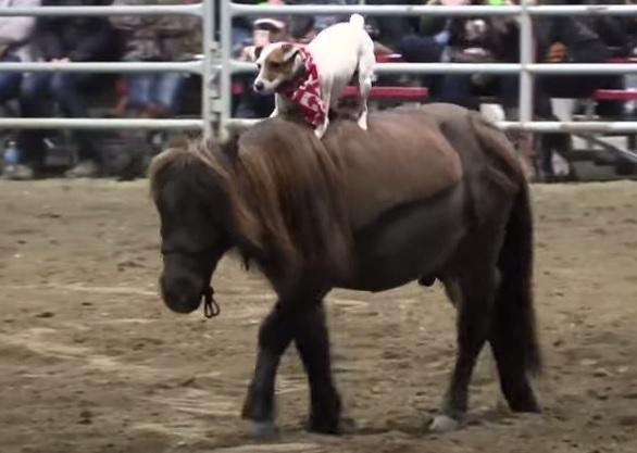 Un chien fait du rodéo sur un cheval