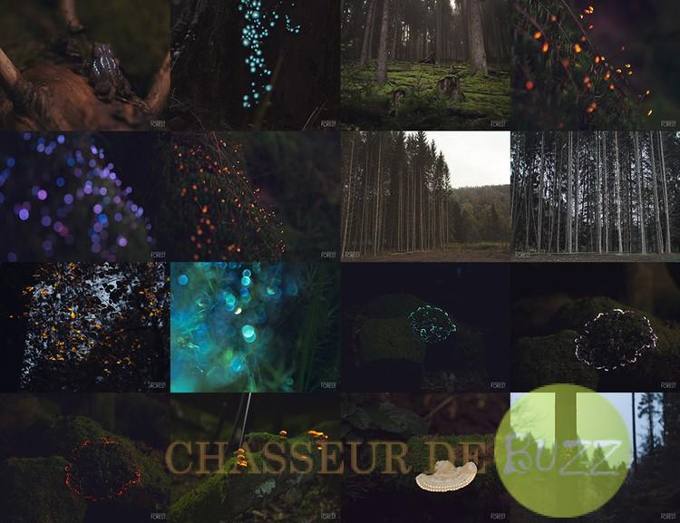 bioluminescent-forest