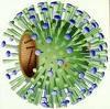 influenzavirus