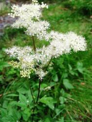 Grippe, états grippaux Reine des prés