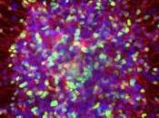 NEURO: fabriquent démence vitro Stem Cell Reports