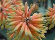 IMAGE JOUR: Aloe vera