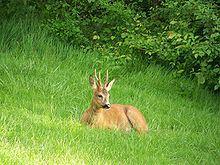 Chevreuil environnement centre de la nature train de banlieue