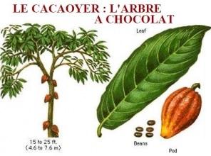 CAPACITÉ COGNITIVE: Le cacao et ses flavanols, un stimulateur de mémoire? – American Journal of Clinical Nutrition