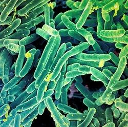 ANTIBIORÉSISTANCE: La teixobactine, un nouvel antibiotique irrésistible – Nature