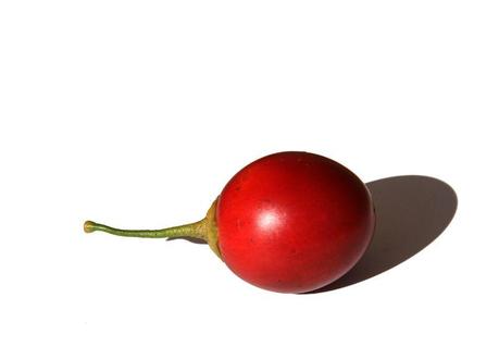 タマリロ tomato arbol