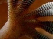 ÉVOLUTION: Quand gecko glisse, c'est pour être plus véloce PNAS