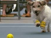 chiens ramasseurs balles (tennis)