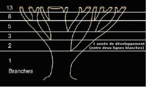 tree-branches-fibonacci.jpg
