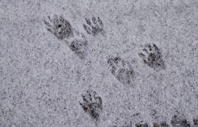 Traces matinales ...