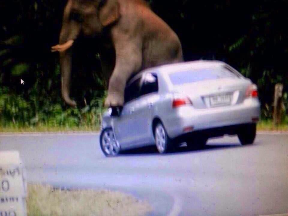 Khao Yai un éléphant monte et demonte deux automobiles [HD]