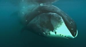 LONGÉVITÉ: Pour percer son secret, le génome de la baleine boréale  – Cell Reports