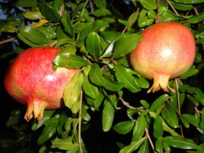 Fleurs et plantes reçues - 1