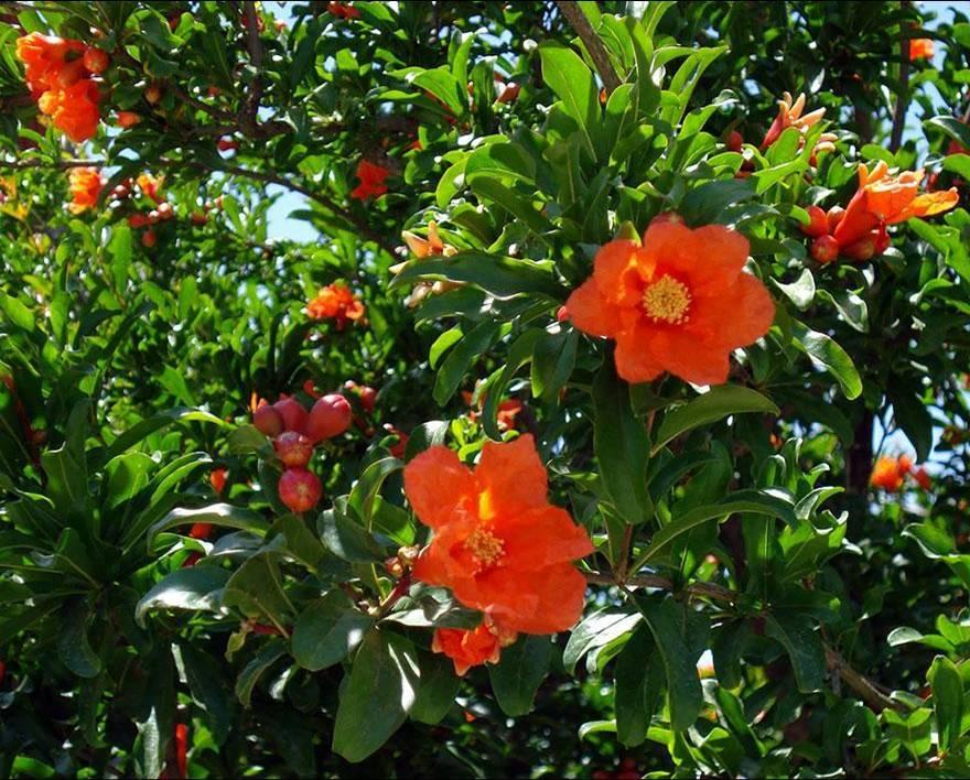 Fleurs et plantes reçues - 1