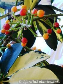 Une plante verte d'intérieur: le schefflera