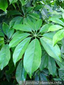 Une plante verte d'intérieur: le schefflera