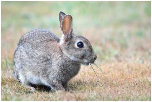 lapin moyen