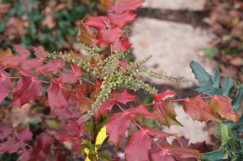 Mahonia japonica