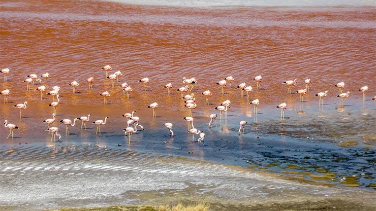 Salar de Uyuni : le plus grand désert de sel au monde!