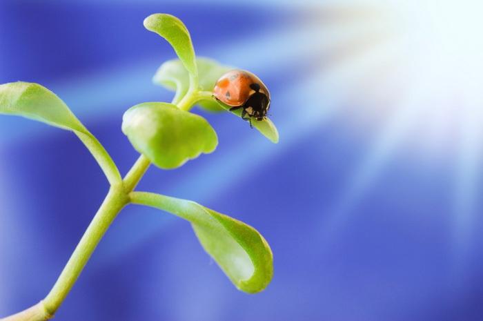 Ladybird on green plant