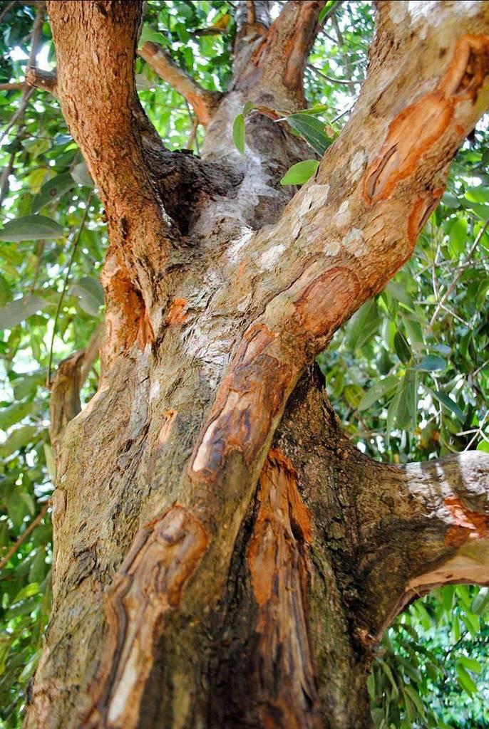 Fleurs et plantes reçues - 2