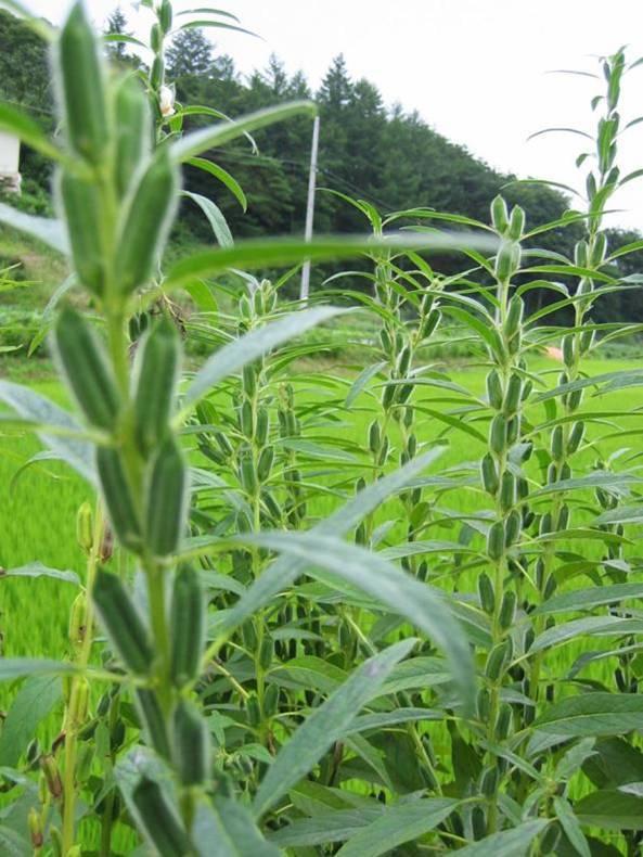 Fleurs et plantes reçues - 2