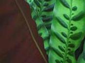 calathea plante verte très décorative