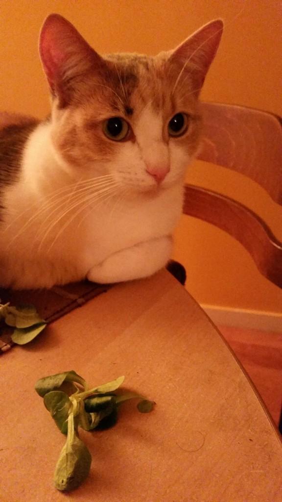 La mâche avec de la vinaigrette ça aurait été mieux Marigotine, et pour info j'ai voulu, par le passé, tirer les vers du nez de Jean Luc Delarue mais j'suis  tombée dans la 