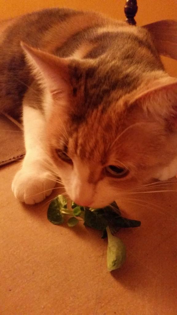 La mâche avec de la vinaigrette ça aurait été mieux Marigotine, et pour info j'ai voulu, par le passé, tirer les vers du nez de Jean Luc Delarue mais j'suis  tombée dans la 