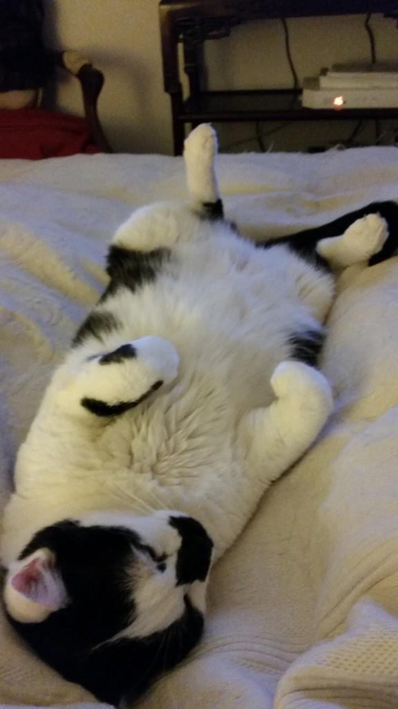 ça m'a épuisé ce sauvetage...Non ce n'est pas Masha c'est Curly mon chat qui se la coule douce!