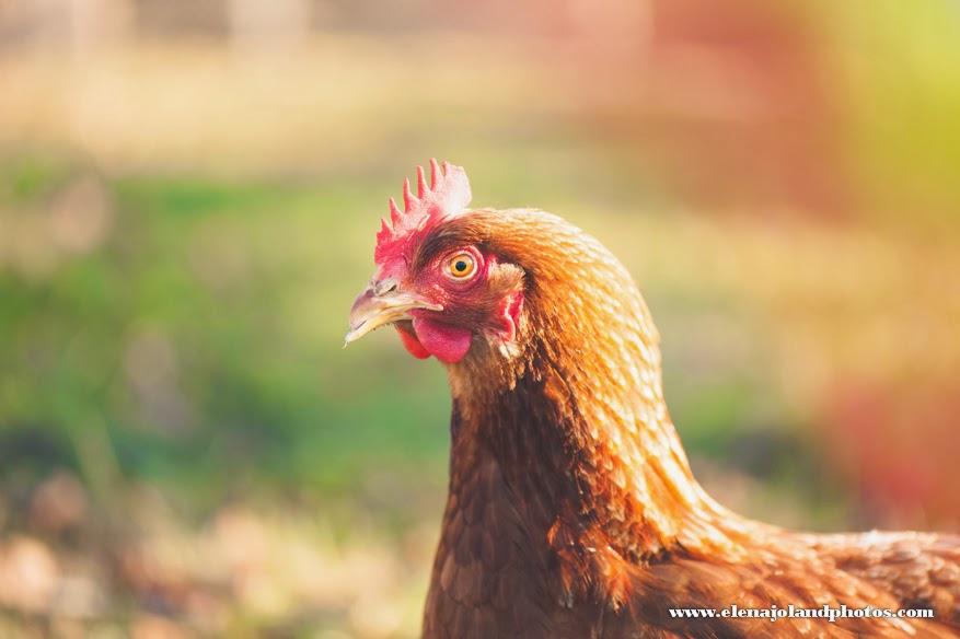 Seance Famille. Caujac (31)
