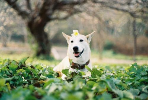 Gluta - Happiest dog - Supapanda (12)