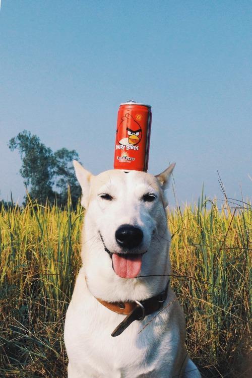 Gluta - Happiest dog - Supapanda (4)