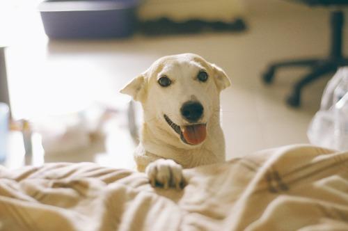 Gluta - Happiest dog - Supapanda (29)