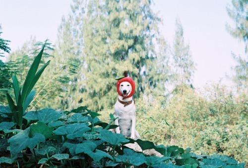 Gluta - Happiest dog - Supapanda (9)