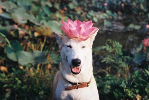 Gluta - Happiest dog - Supapanda (5)