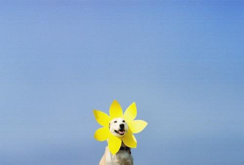 Gluta - Happiest dog - Supapanda (11)