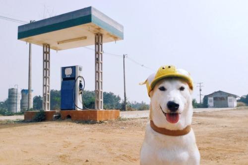 Gluta - Happiest dog - Supapanda (8)