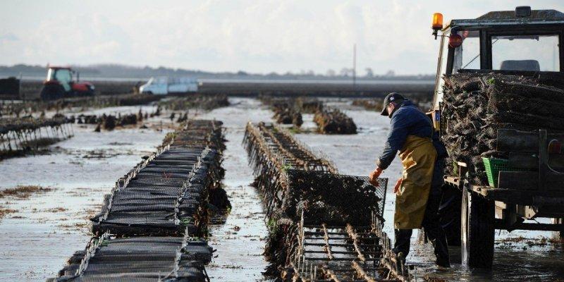 Charente-Maritime : toujours de fortes mortalités d’huîtres