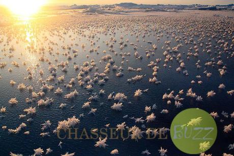 Ces fleurs de givre sur l'océan Arctique