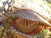 crocodiles Australie croisière Adelaide River