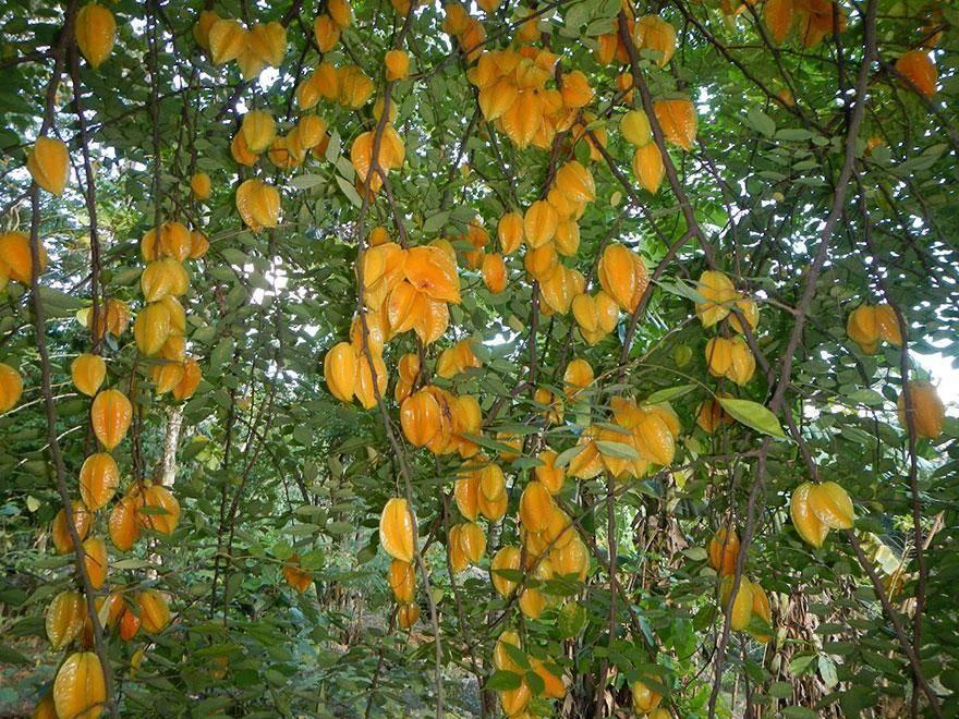 Fleurs et plantes reçues - 3