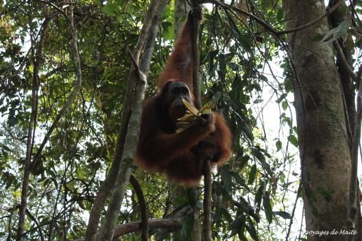 INDONESIE – Rencontrer les orang-outangs à Bukit Lawang