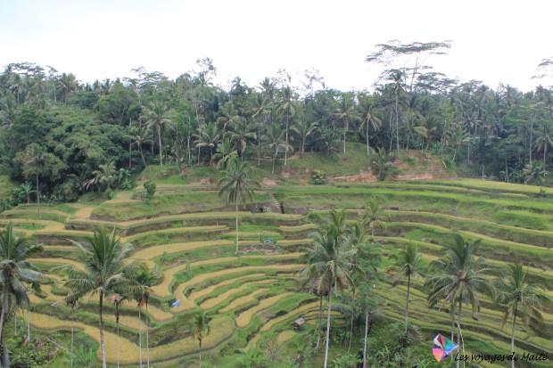 INDONESIE – Escale à Bali