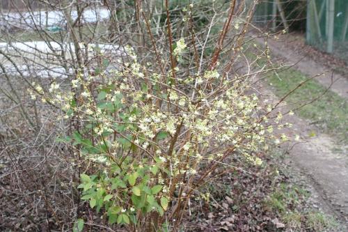 Lonicera fragrantissima
