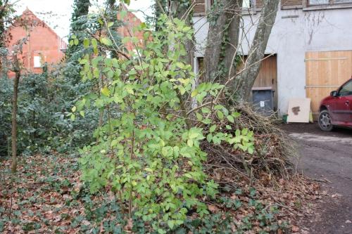 Lonicera fragrantissima