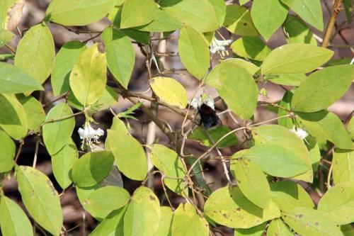 Lonicera fragrantissima